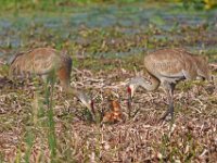 A1B8997c  Sandhill Crane (Antigone canadensis) - adults with 2-3 day-old colts